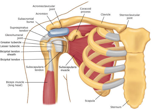 anatomical diagram of shoulder