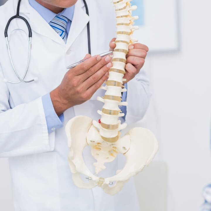 model of a spine