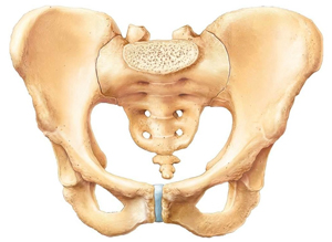 Anatomy Pelvic Diagrams Diagram Of The Pelvic Bone Pelvis Bone A