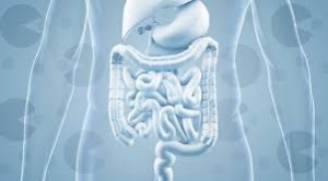 A Healthy Immune System Consists of a Healthy GUT...