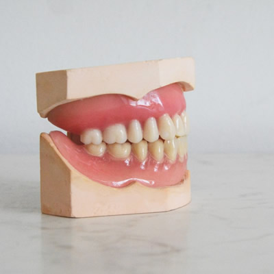 teeth model display