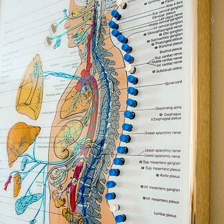Charte du système nerveux