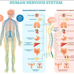 nervous system - use