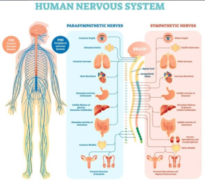 nervous system - use