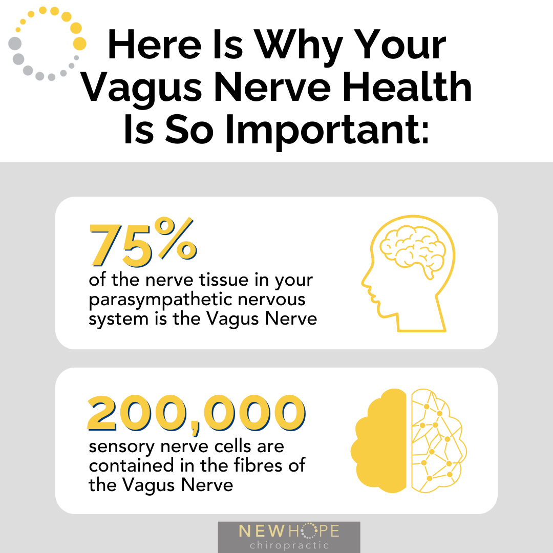 Vagus Nerve Infographic (PX+) (1)