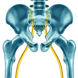 Sciatic Nerve