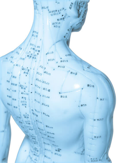 plastic model of acupuncture points