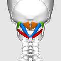 suboccipital muscles