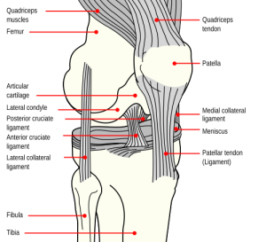 Knee_diagram