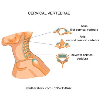 Cervical Vertebrae