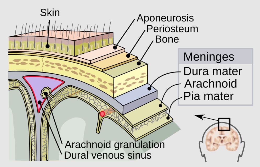Meninges and CSF