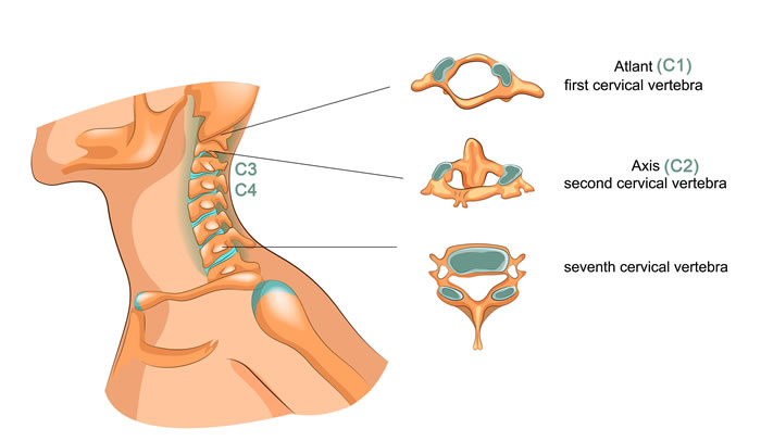upper neck diagram