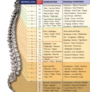 nervChart