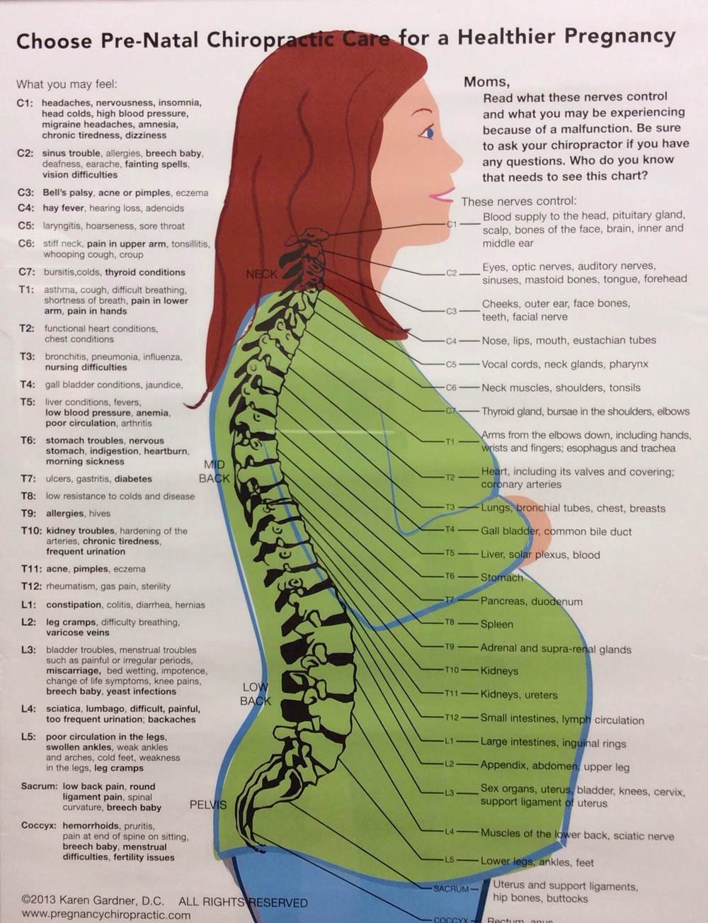 Photo showing pregnant woman's nervous system. 