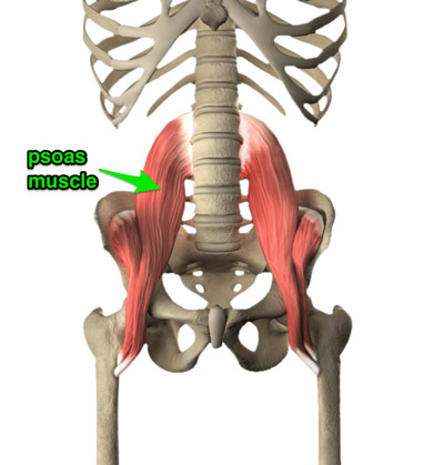 PSOAS Muscle