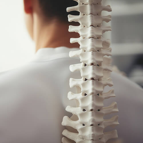 spine model back