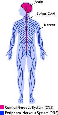 Nervous System