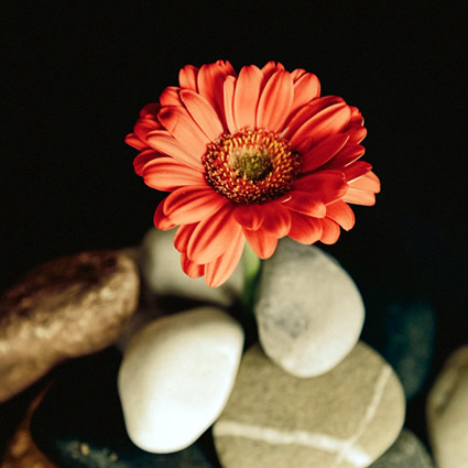 Beautiful flower and rocks