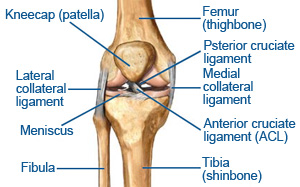 Illustration of knee anatomry