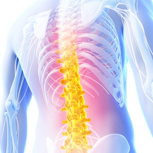 Illustration of spine