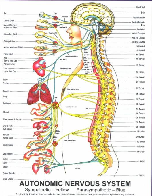 Nerve Chart