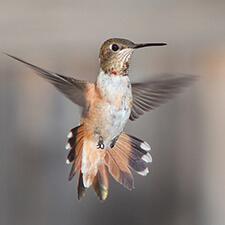 Hummingbird in flight