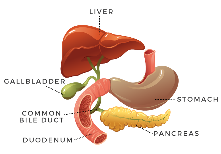 Gastrointestinal Section