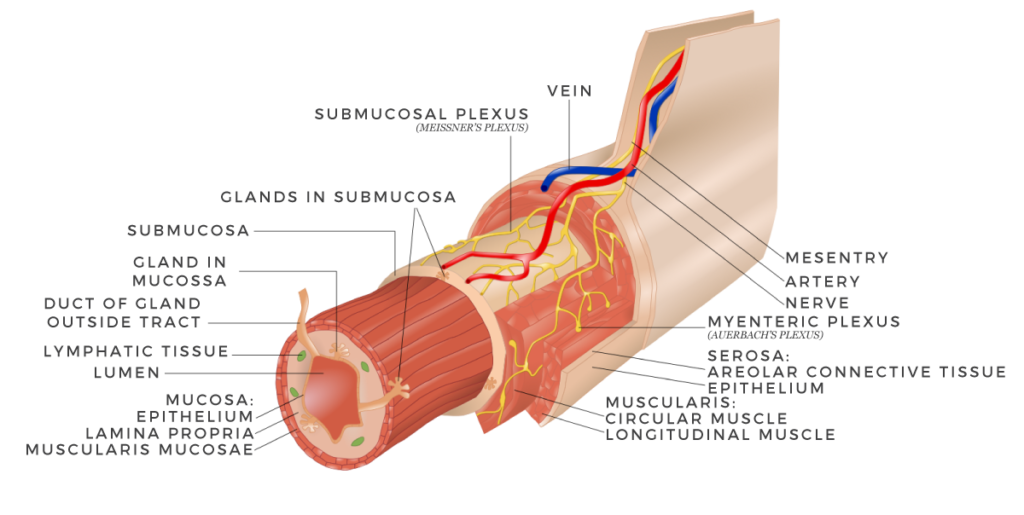 Gastrointestinal wall