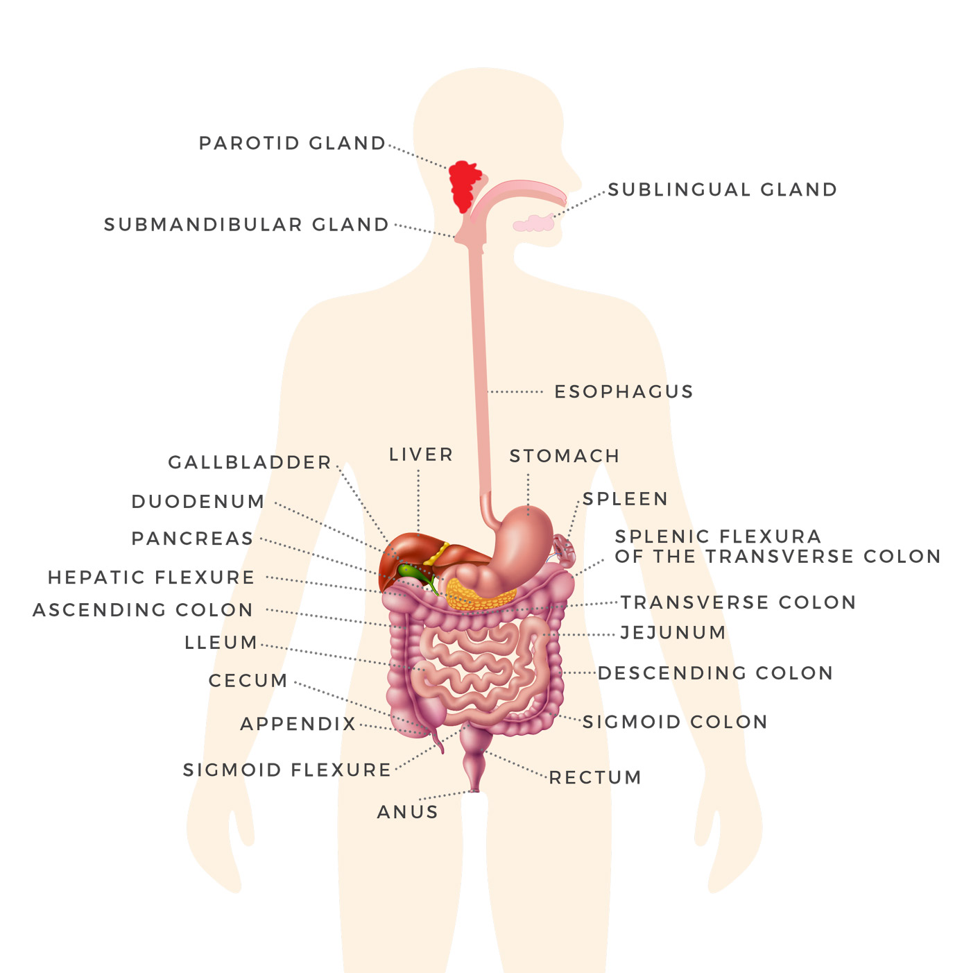 Gastrointestinal-organs