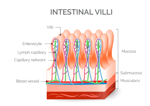 Intestinal Villi