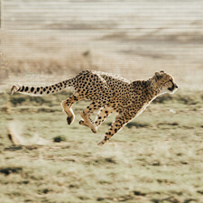 Cheetah running outside