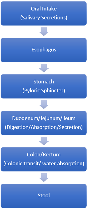 Digestive processes