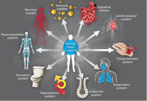 The 10 systems of the human body.