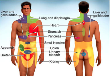 organ gland symptom referral patterns