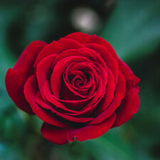 Red rose