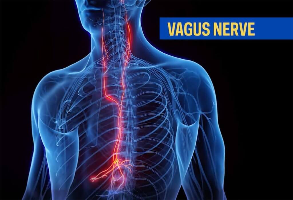 vagus nerve