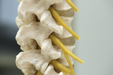 Image of vertebrae