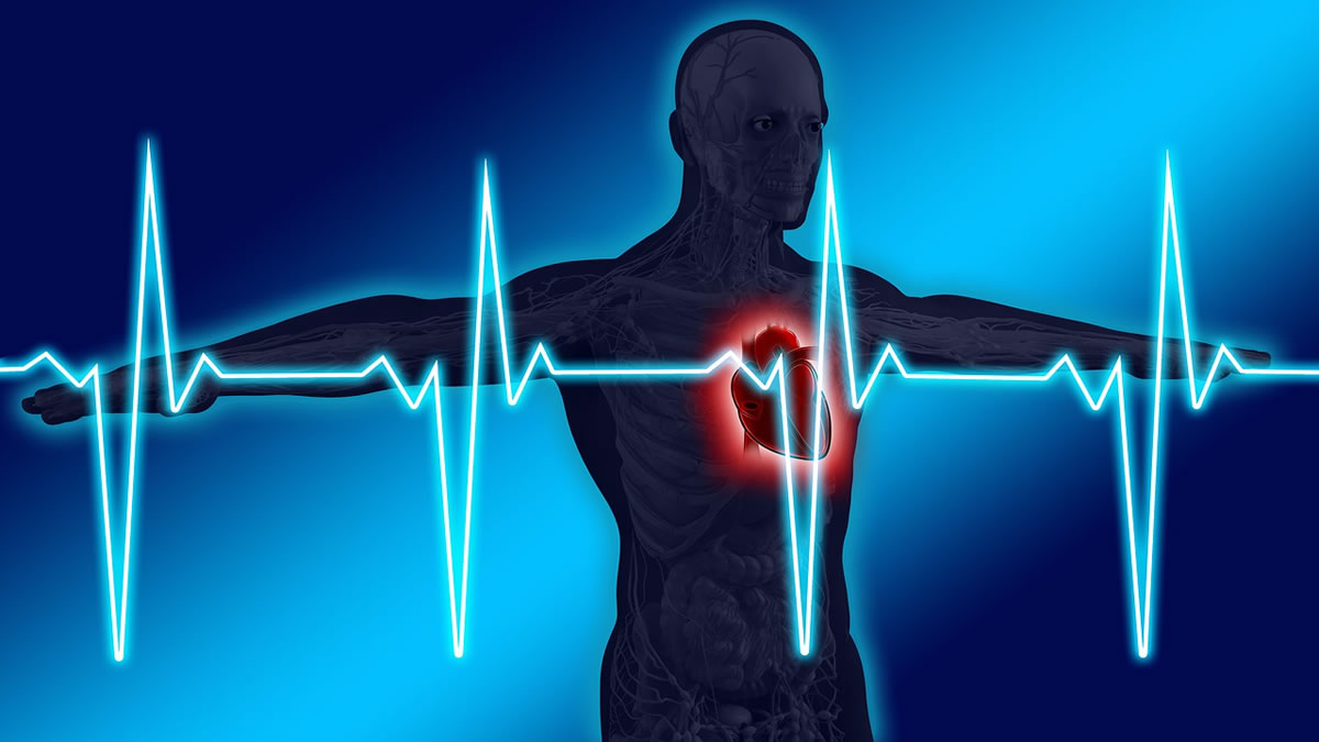 Human heart pulse