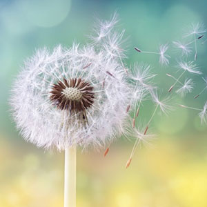 Child in flowery field