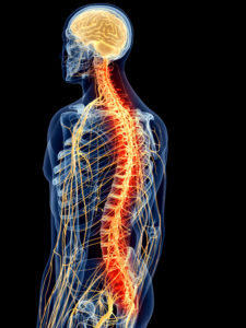 nervous-system-and-spine