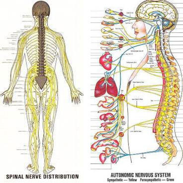 Nerve Charts