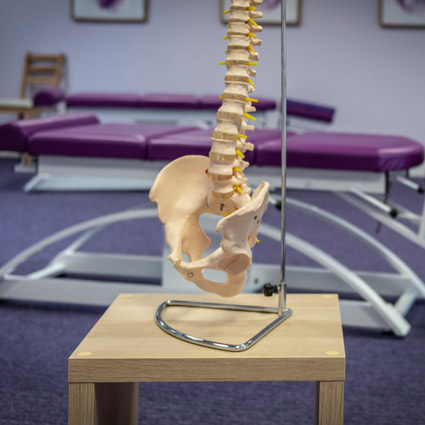 chiropractic-spine-display