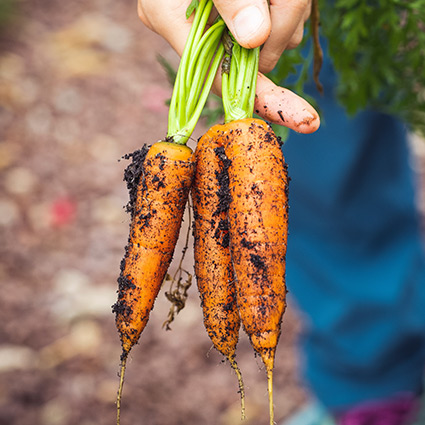 a man holding carrots freshly harvested from the ground
