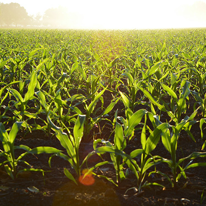 crops growing in the ground