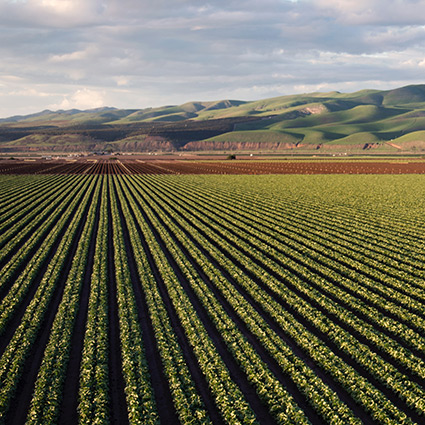 a field of growing crops