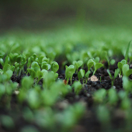 small plants growing in soil