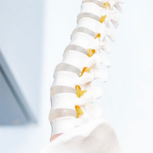 Model of spine