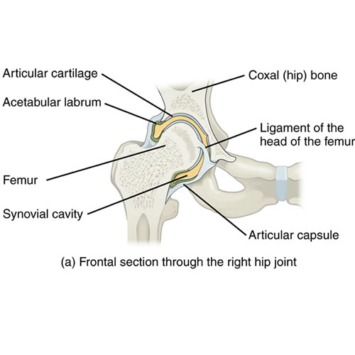frontal right hip joint