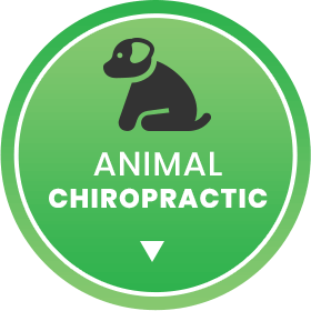 animal chiropractic