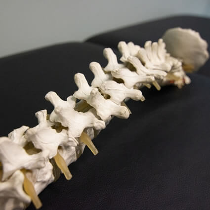 chiropractic spine model